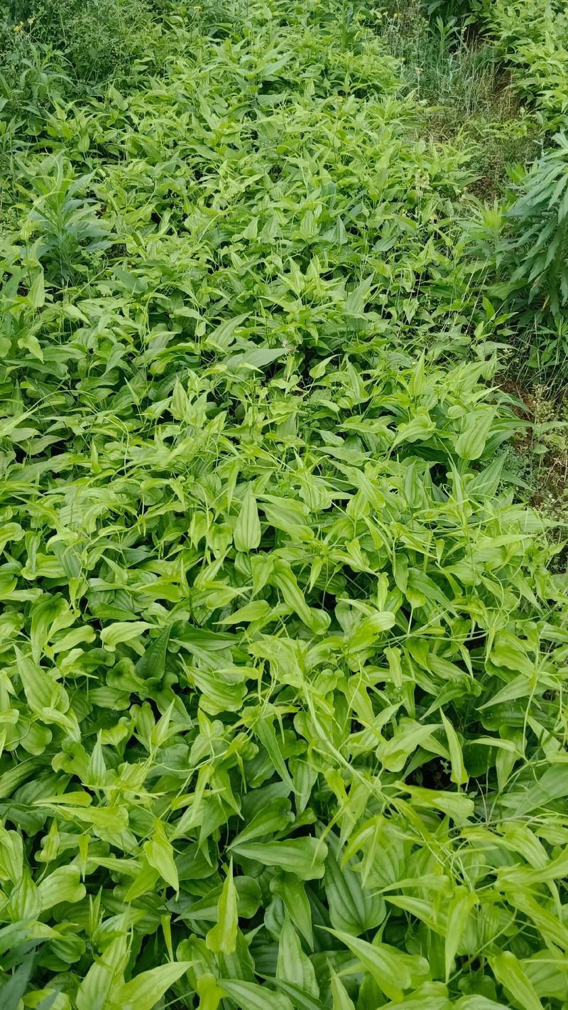 揭秘石斛深加工:选购指南