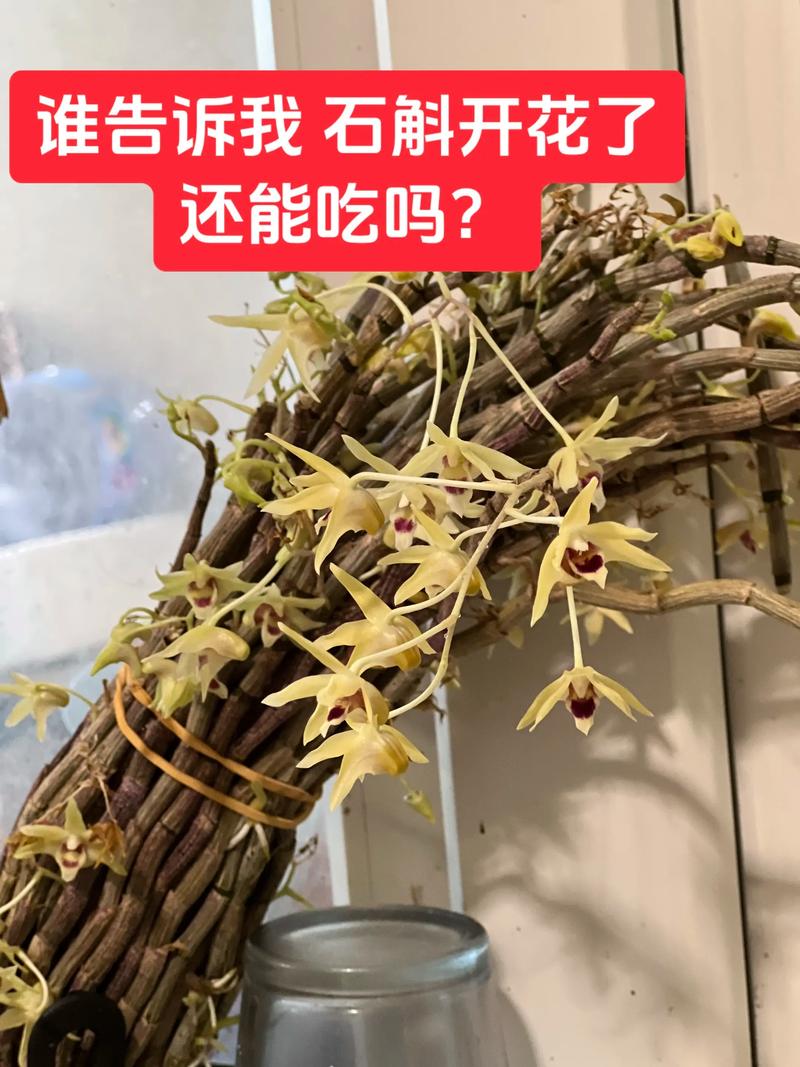上海石斛
