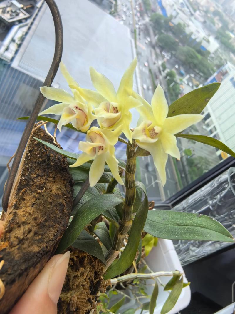 石斛种植技术大解析：走进绿色产业的美丽画卷