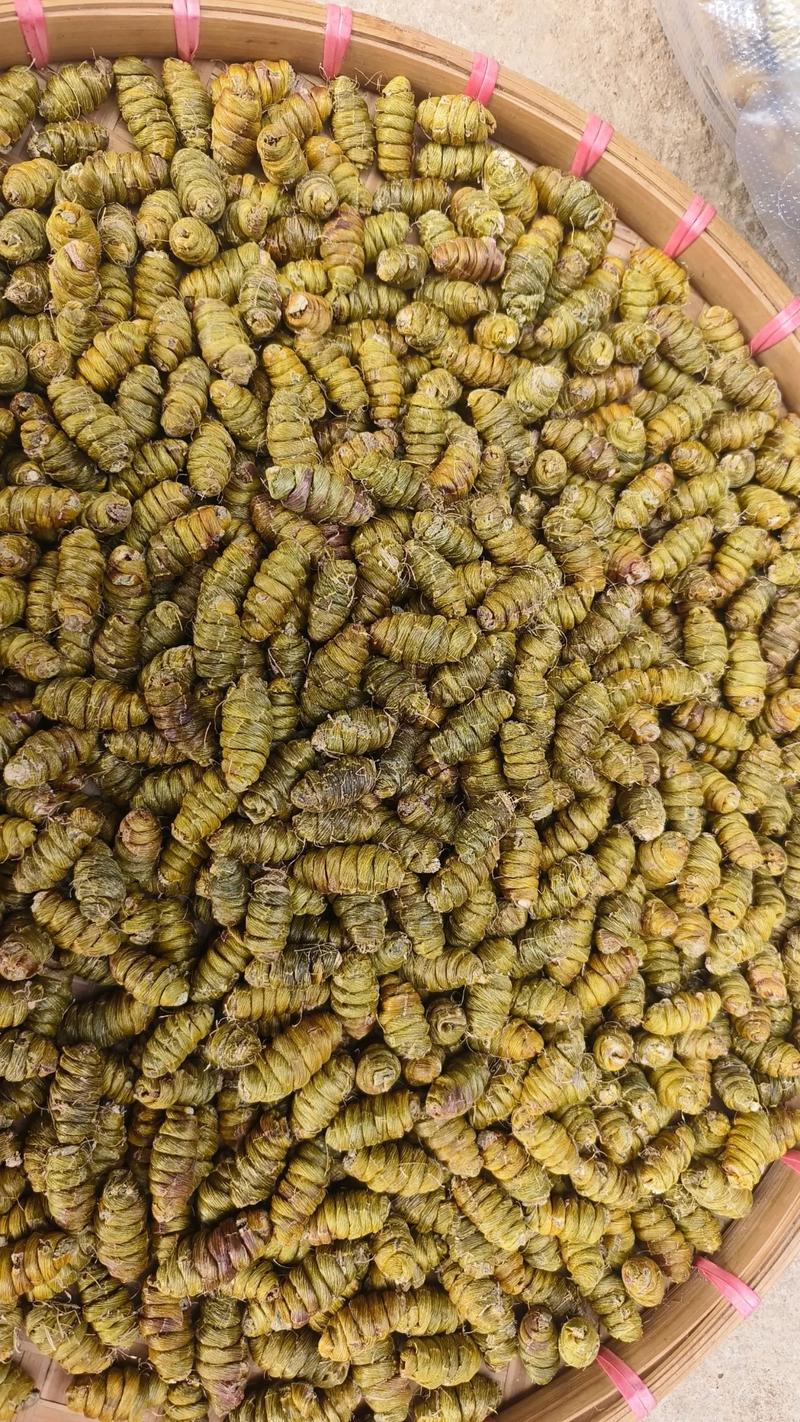 铁皮石斛：植物界的“活化石”