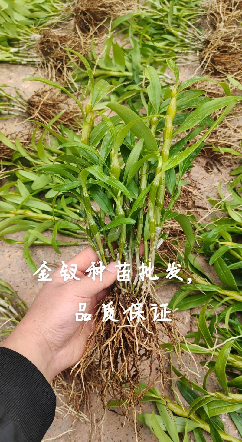 石斛枫斗：滋补佳品的养生风潮