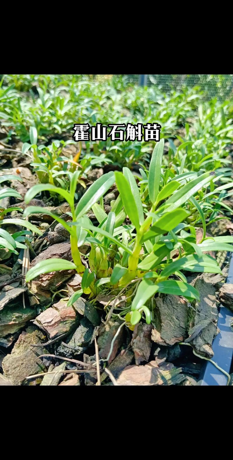 石斛种苗