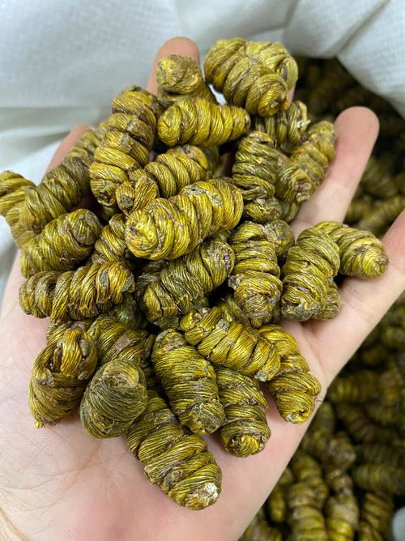 石斛鲜条：绿色养生新宠