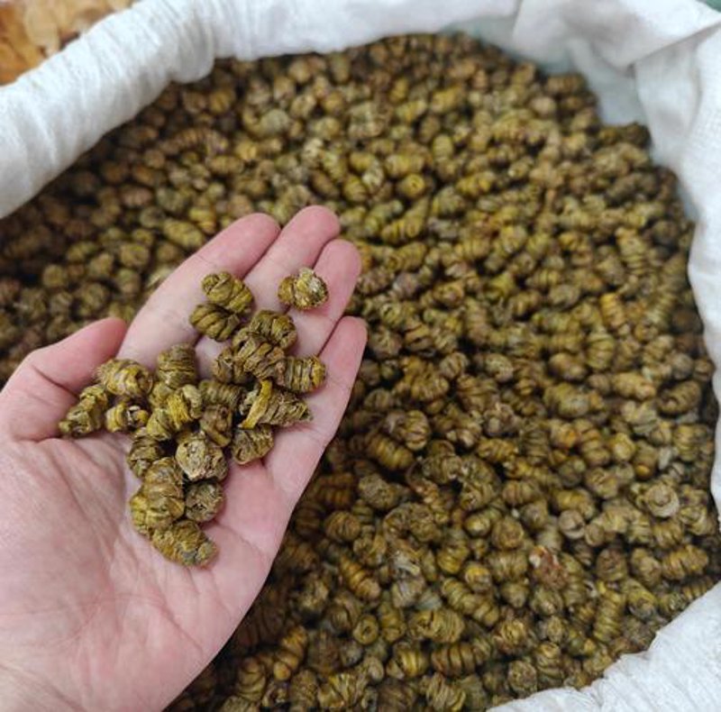 石斛种植技术大解析:走进绿色产业的美丽画卷