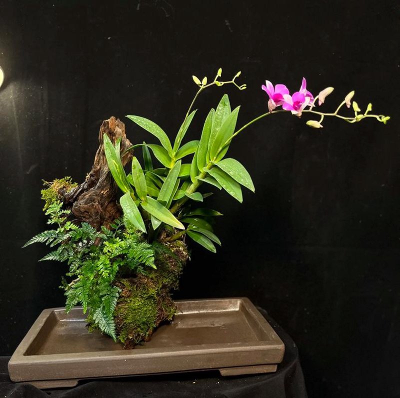 铁皮石斛：植物界的“活化石”
